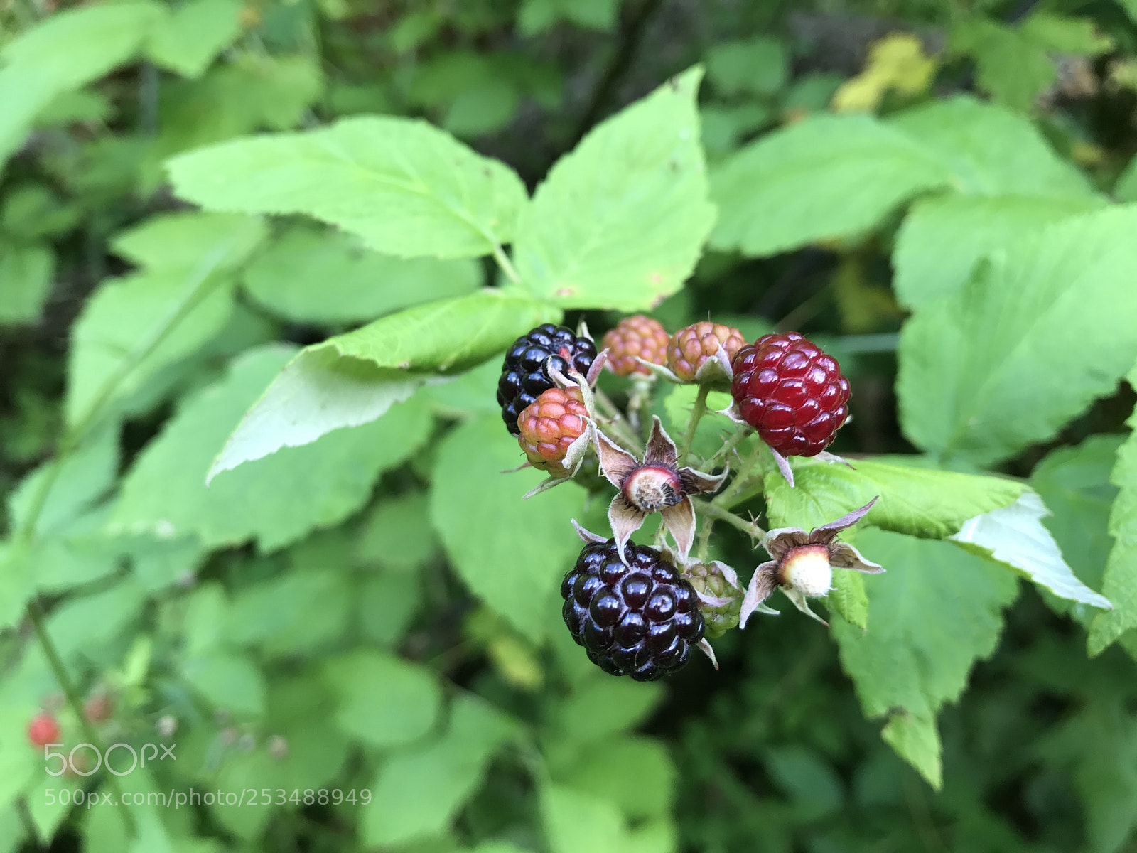 Apple iPhone 7 sample photo. Img photography