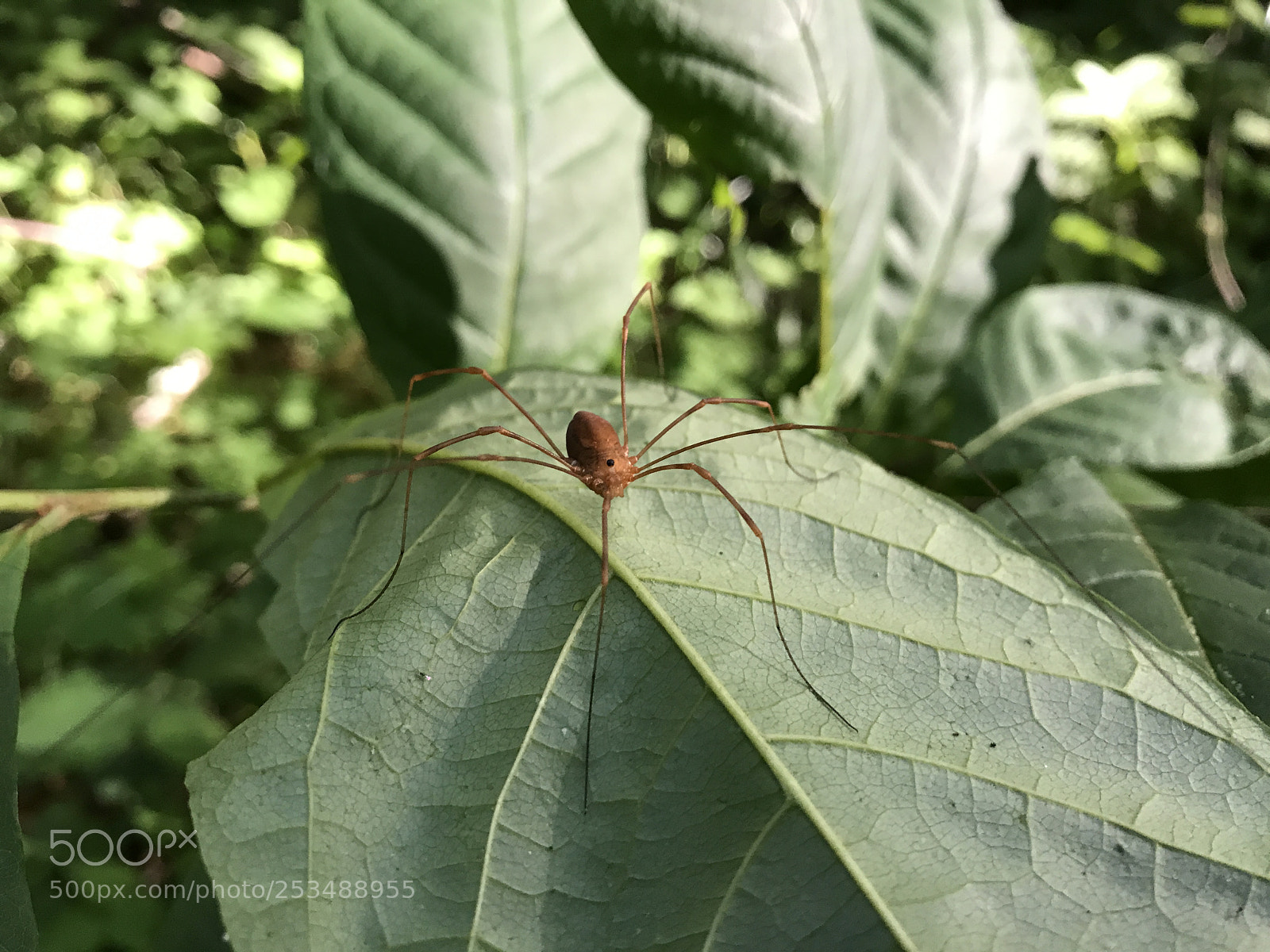Apple iPhone 7 sample photo. Img photography