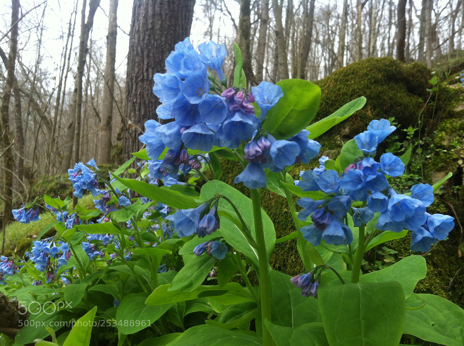 Apple iPhone 4 sample photo. Img photography
