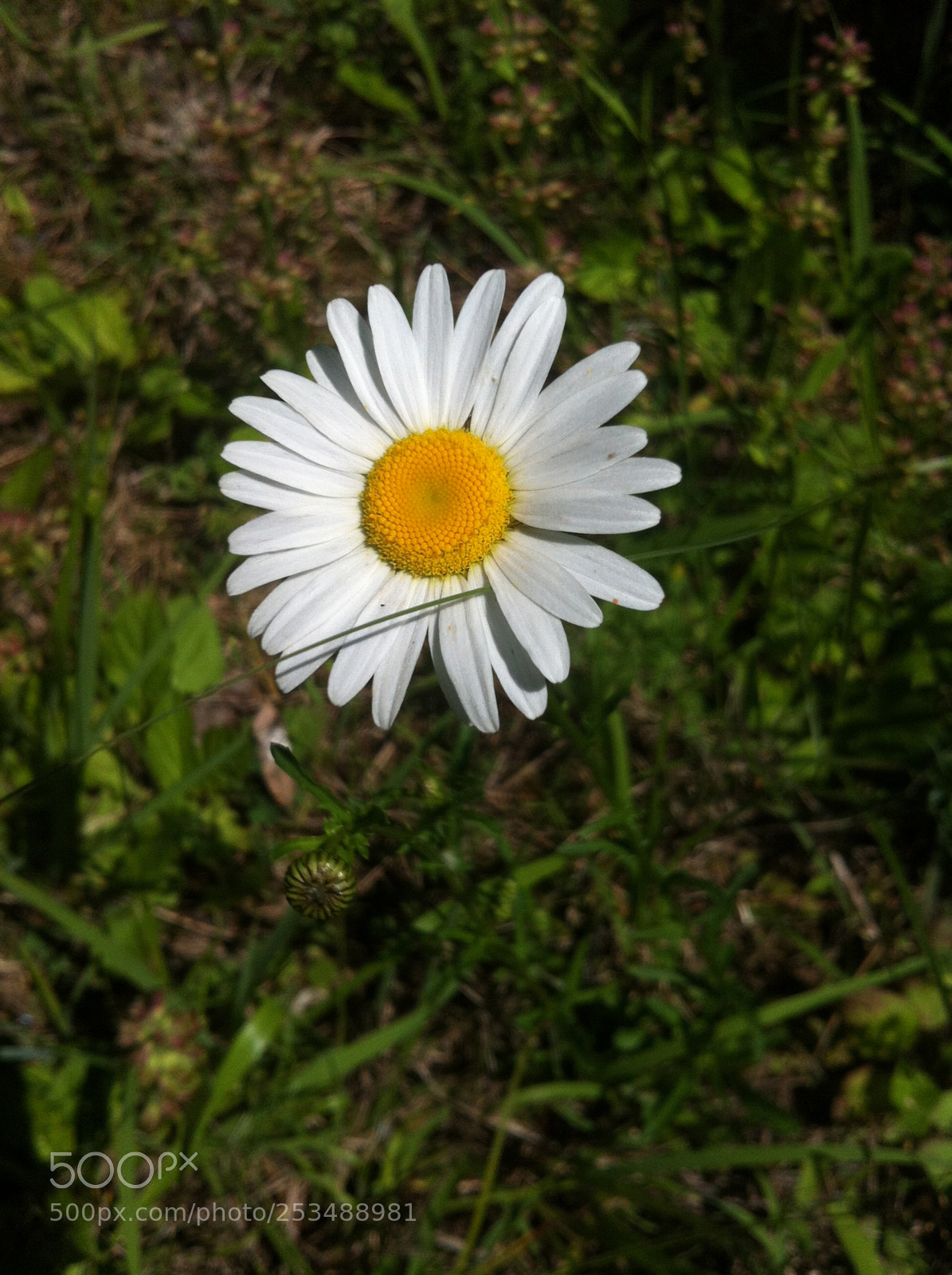 Apple iPhone 4 sample photo. Img photography