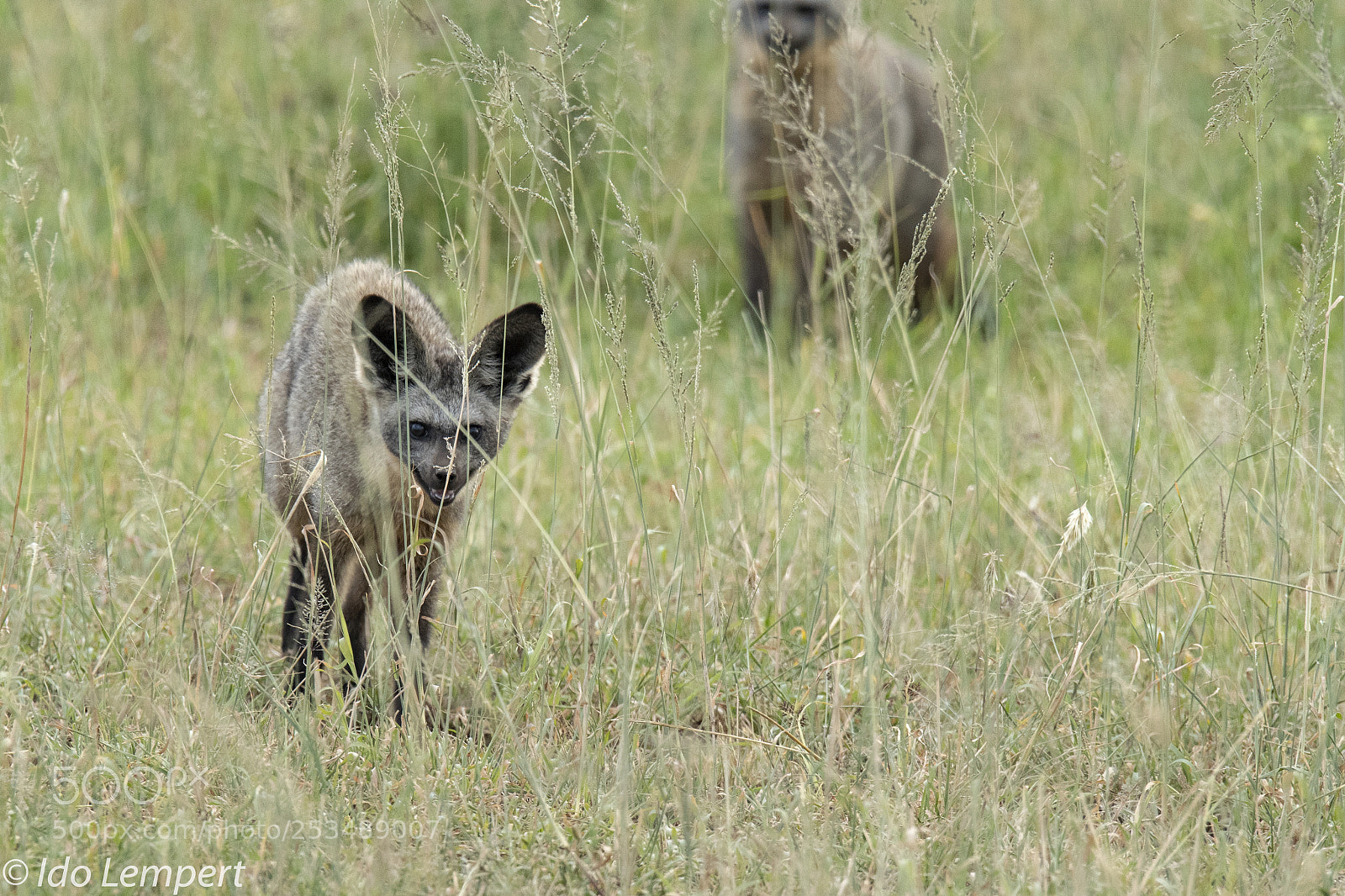 Nikon D500 sample photo. The bat fox photography