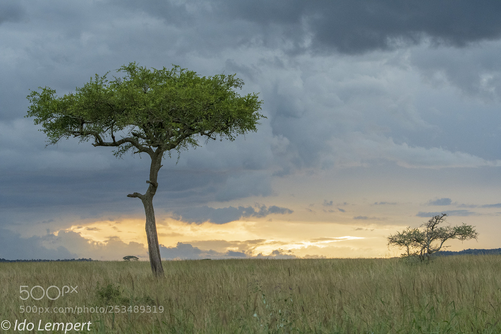Nikon D500 sample photo. Serengeti photography