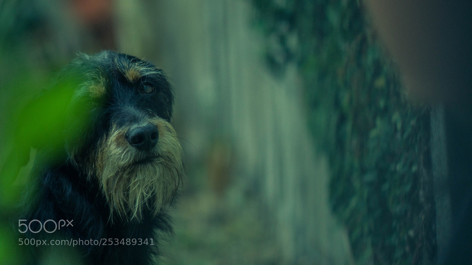 Sony a6000 sample photo. Doggo photography