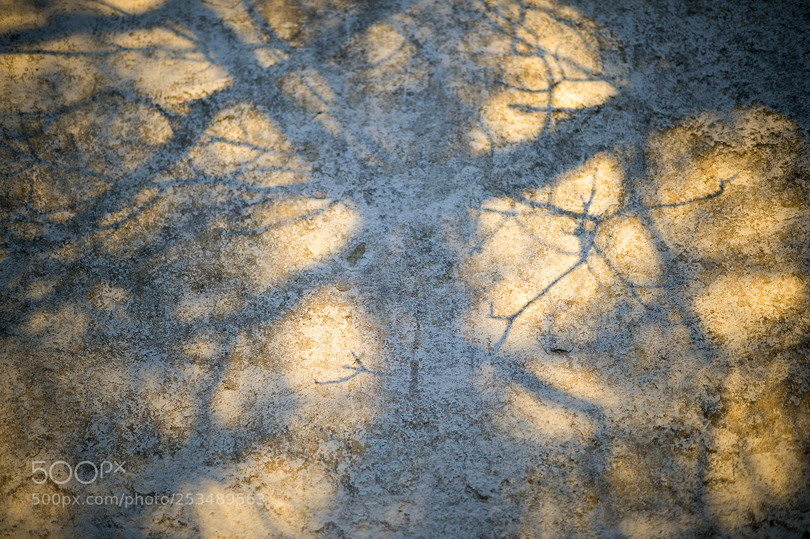Nikon Df sample photo. Tree or building? photography