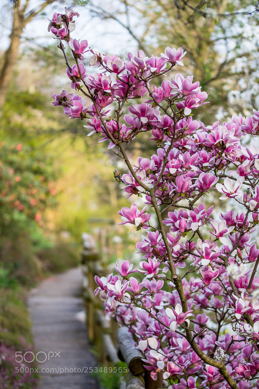 Canon EOS 700D (EOS Rebel T5i / EOS Kiss X7i) sample photo. Overture di primavera photography