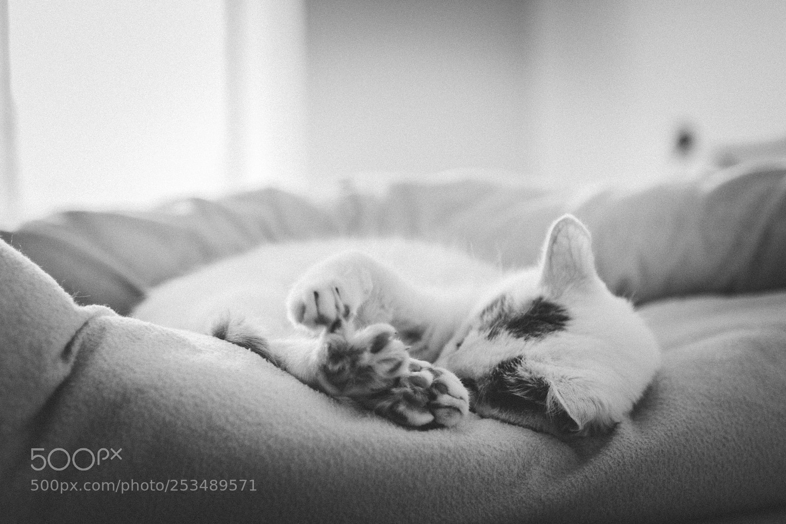 Canon EOS 760D (EOS Rebel T6s / EOS 8000D) sample photo. Cat photography
