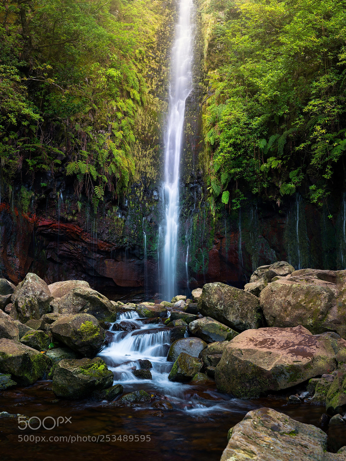 Sony a7R II sample photo. Enchanted forrest (madeira, portugal) photography