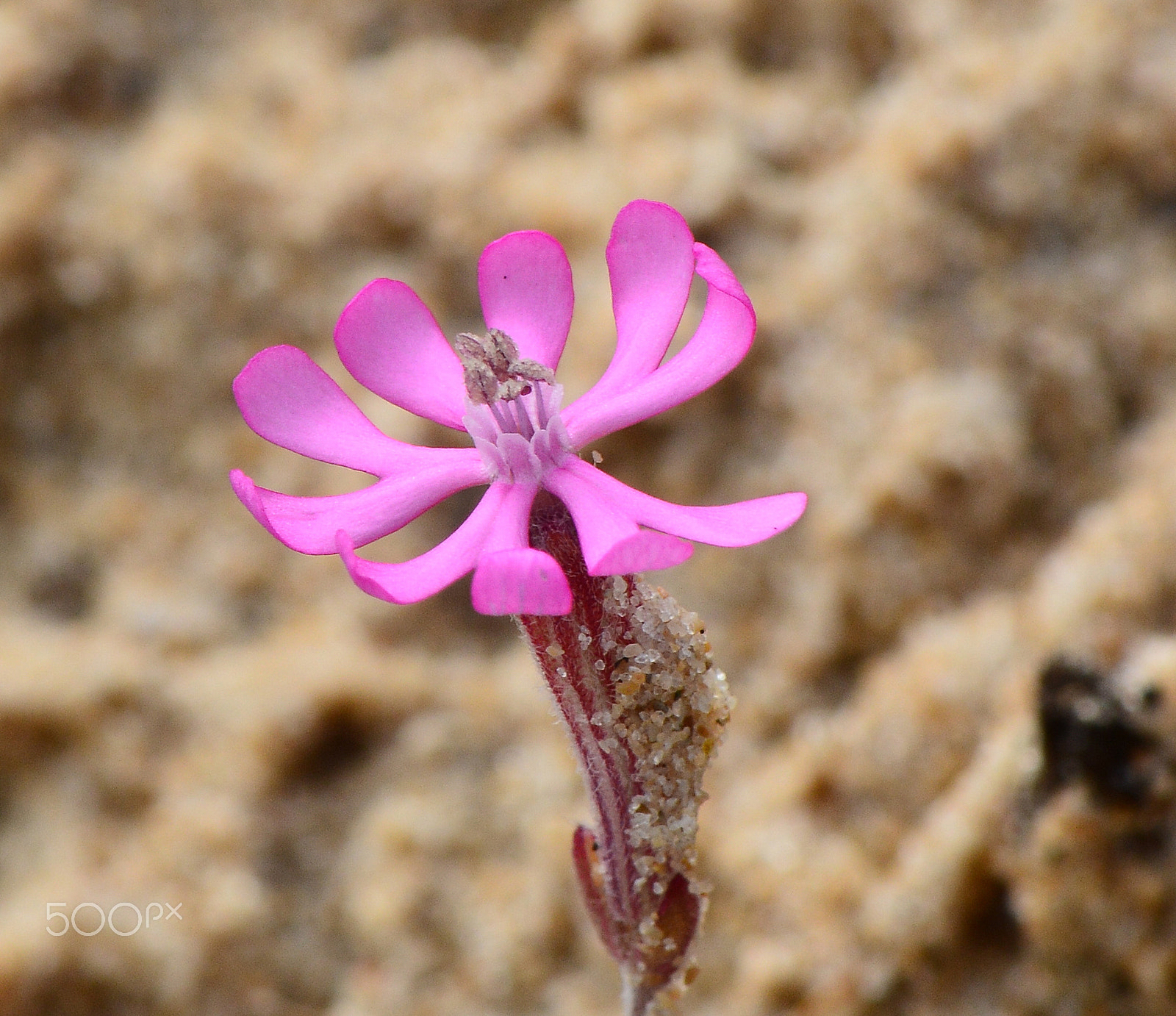 Nikon AF-S Micro-Nikkor 105mm F2.8G IF-ED VR sample photo