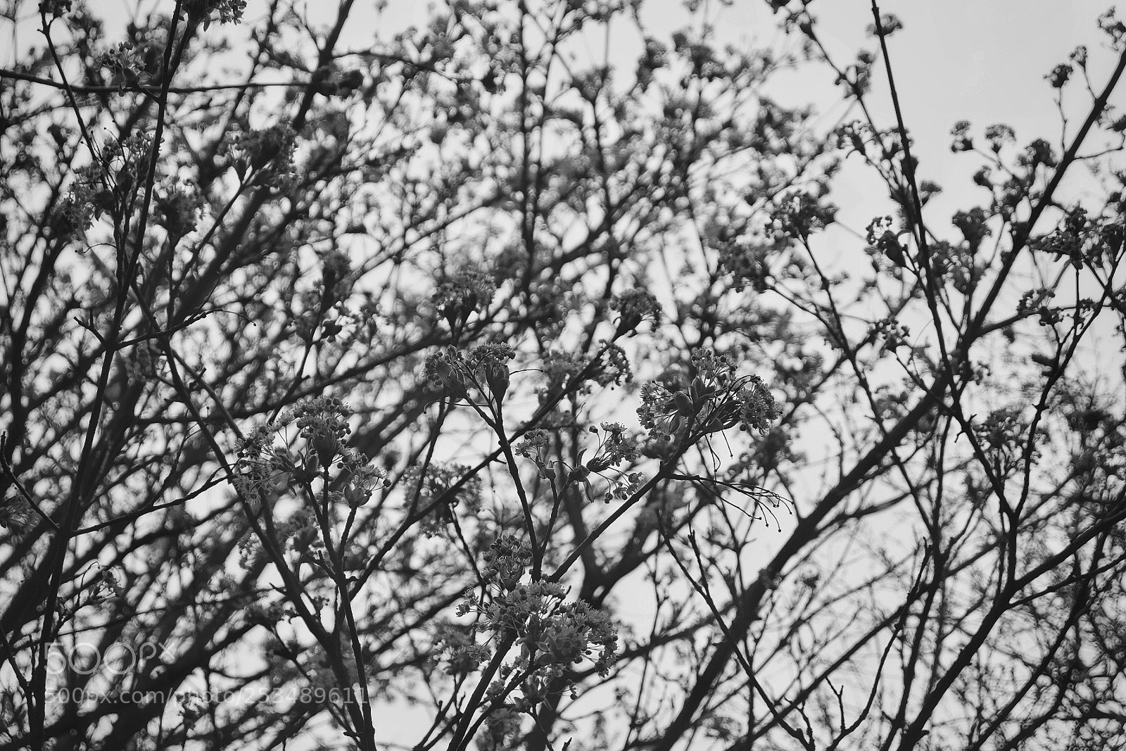 Fujifilm X-T10 sample photo. Untitled photography