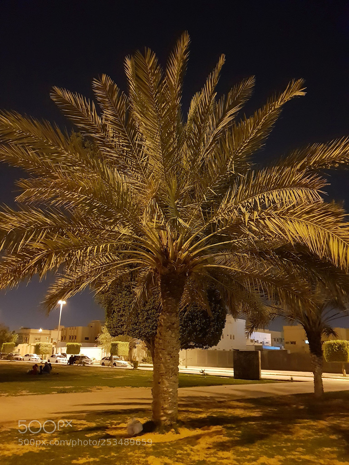 Samsung Galaxy S9+ sample photo. Palm photography