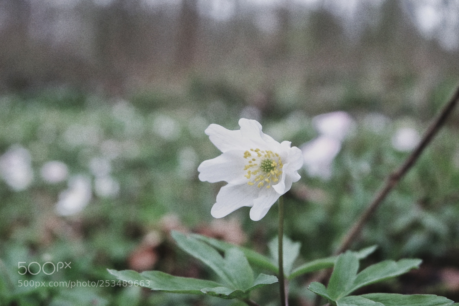 Fujifilm X-T10 sample photo. Untitled photography