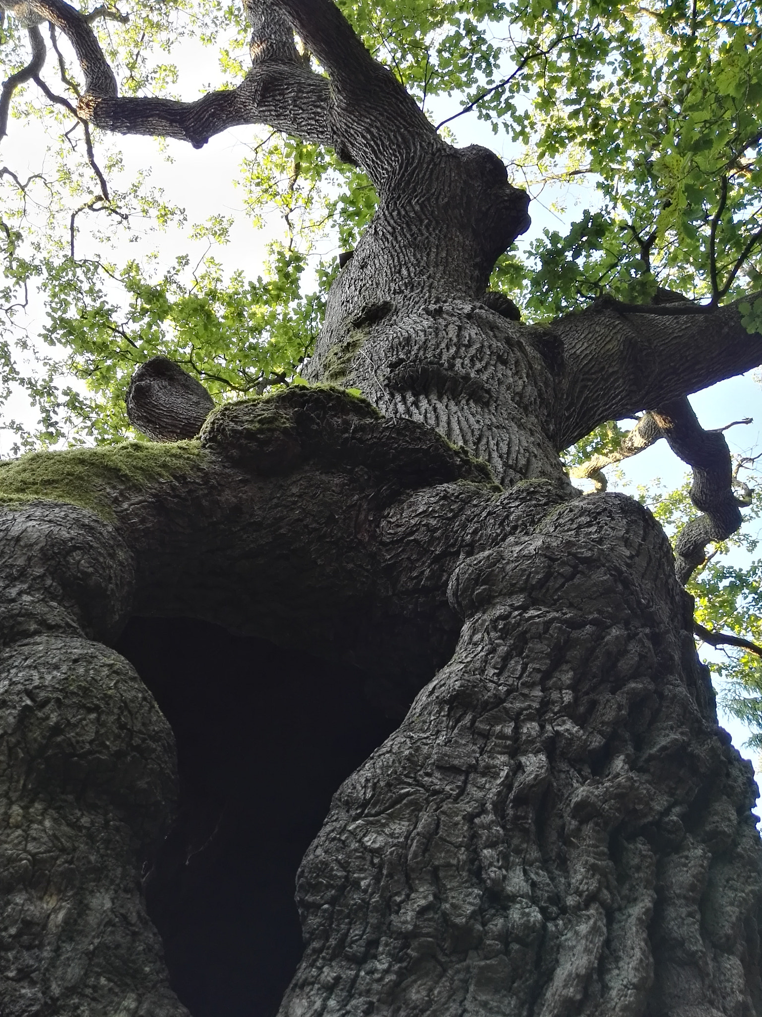 HUAWEI P8 sample photo