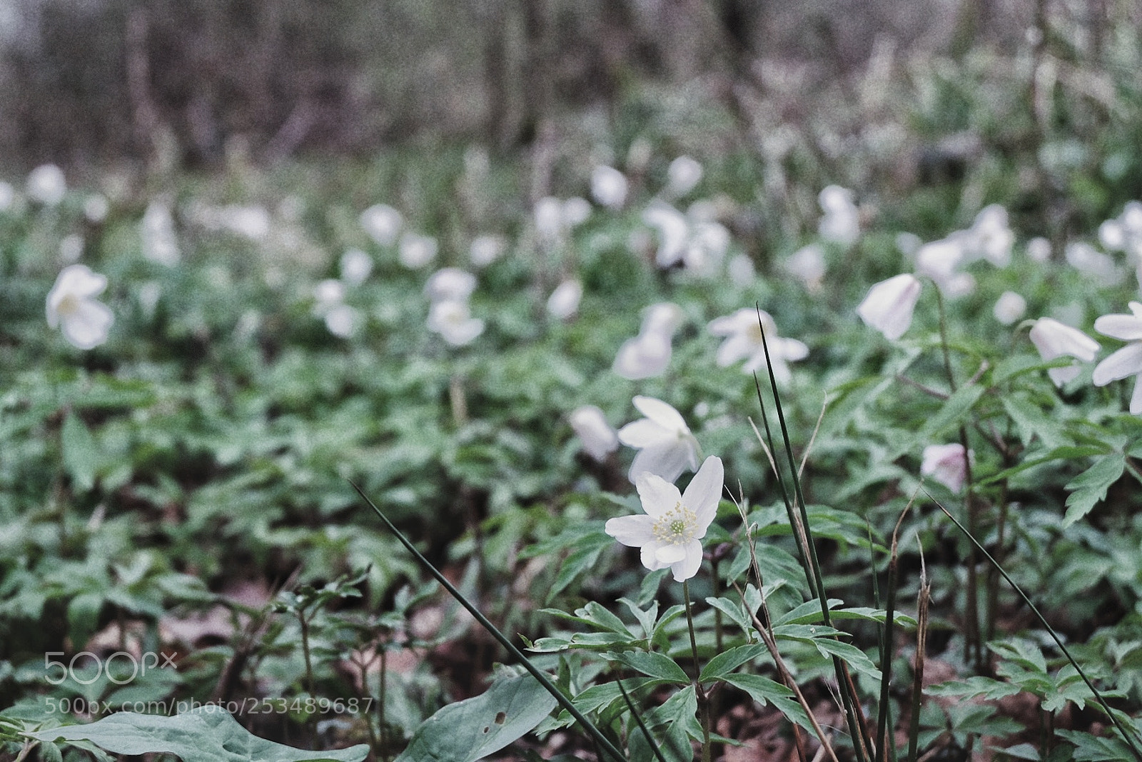 Fujifilm X-T10 sample photo. Untitled photography