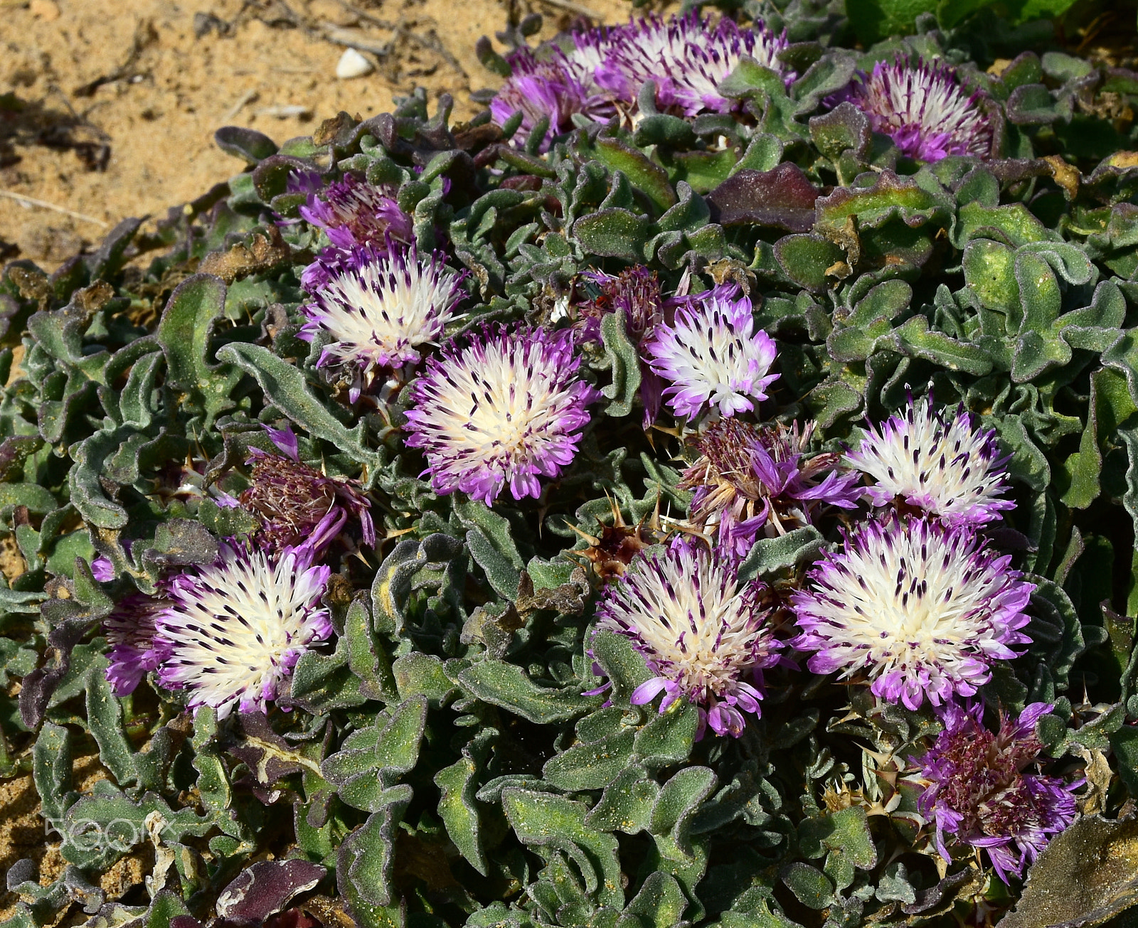 Nikon D7200 sample photo