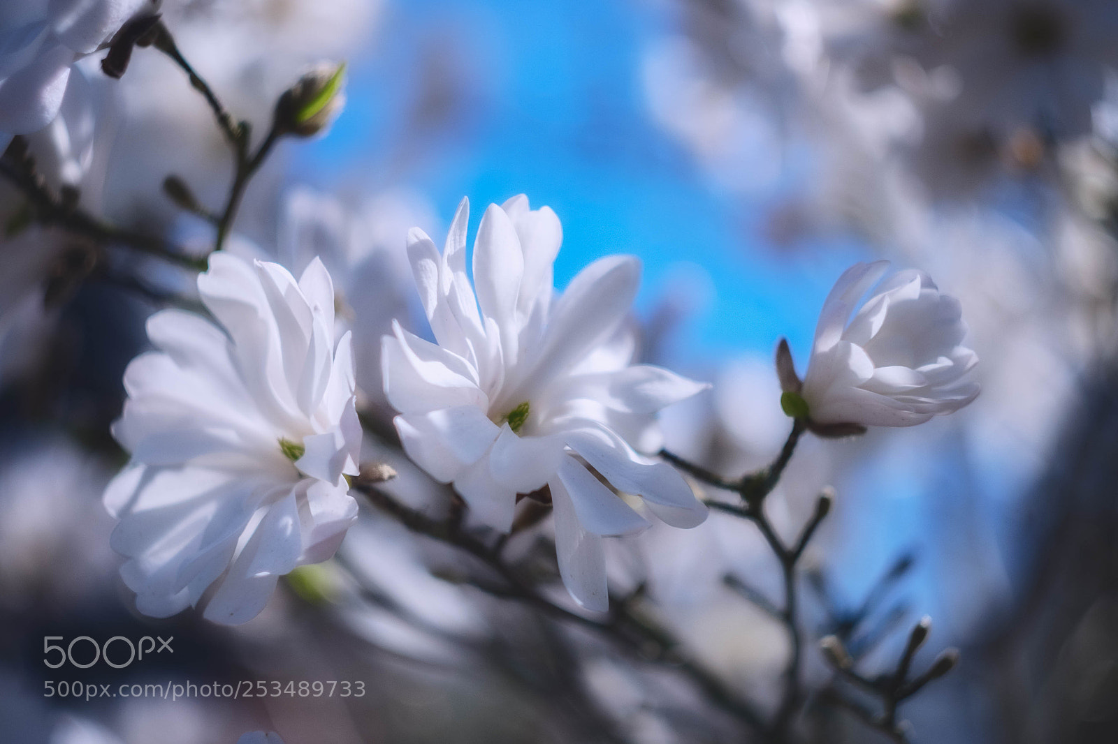 Fujifilm X-T10 sample photo. Magnolie ii photography