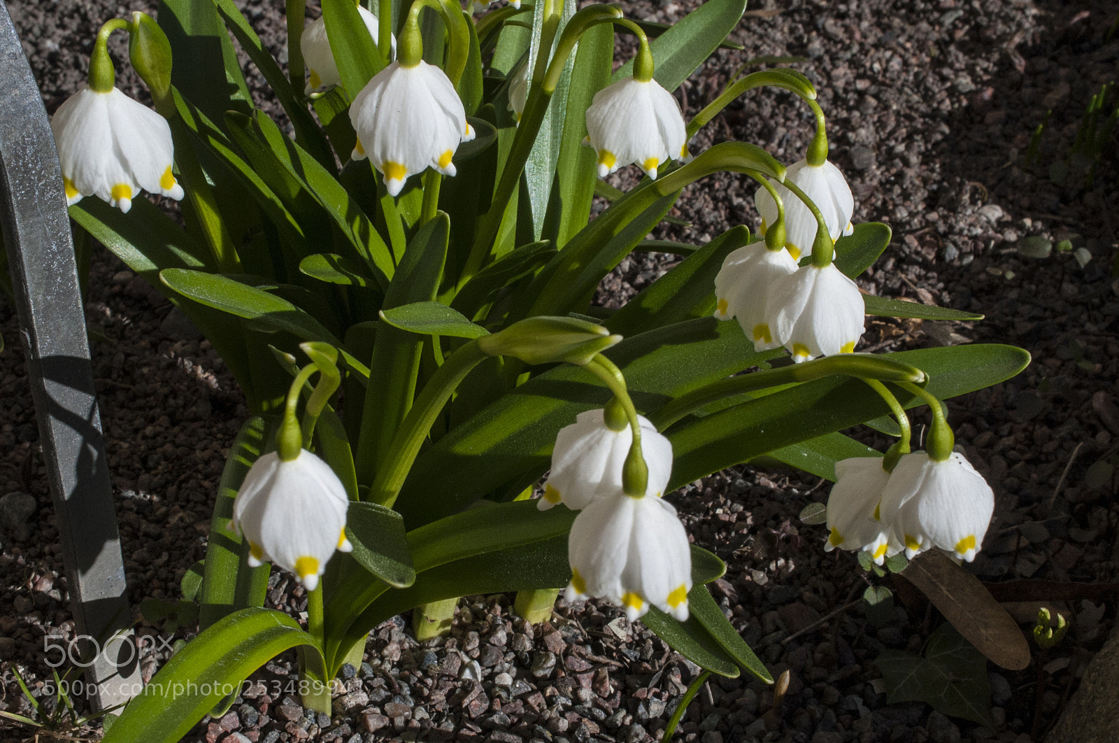 Nikon D700 sample photo. Snowbells, lat. lencojum vernum. photography
