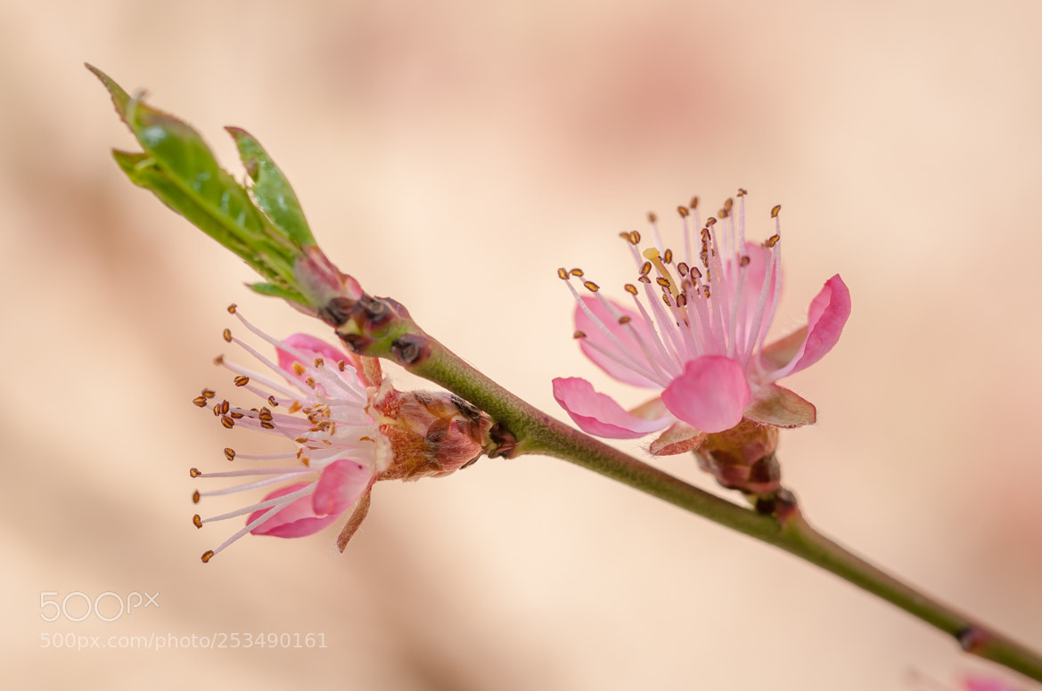 Nikon D5000 sample photo. Spring photography