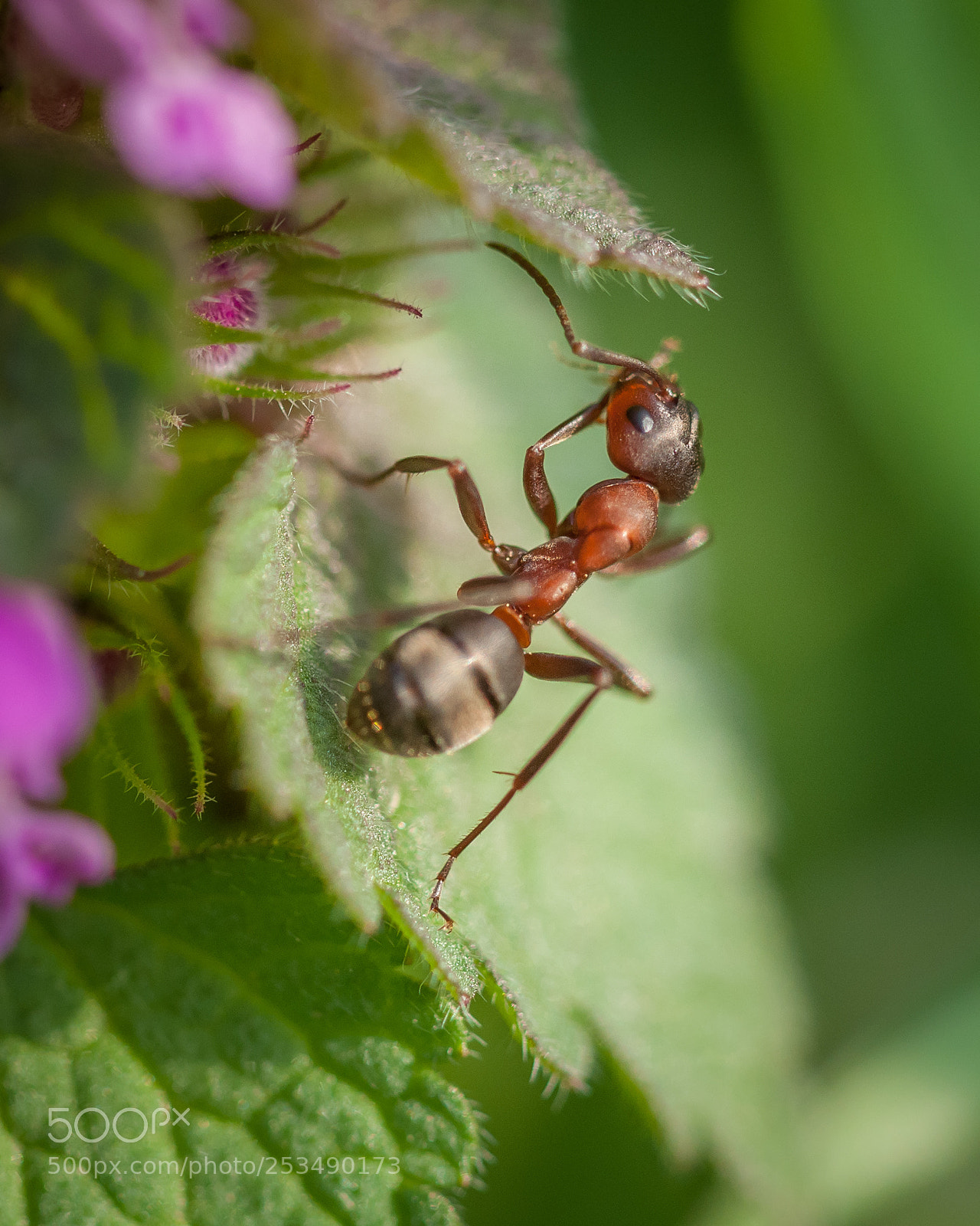 Nikon D5000 sample photo. Ant photography