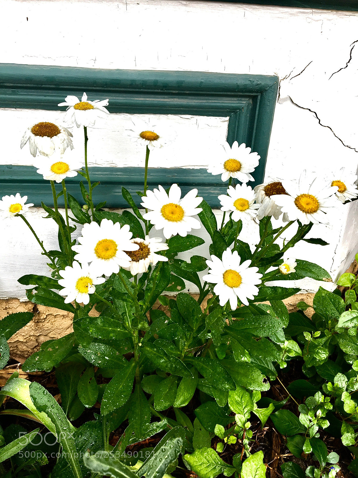 Apple iPhone 6s sample photo. White flowers photography