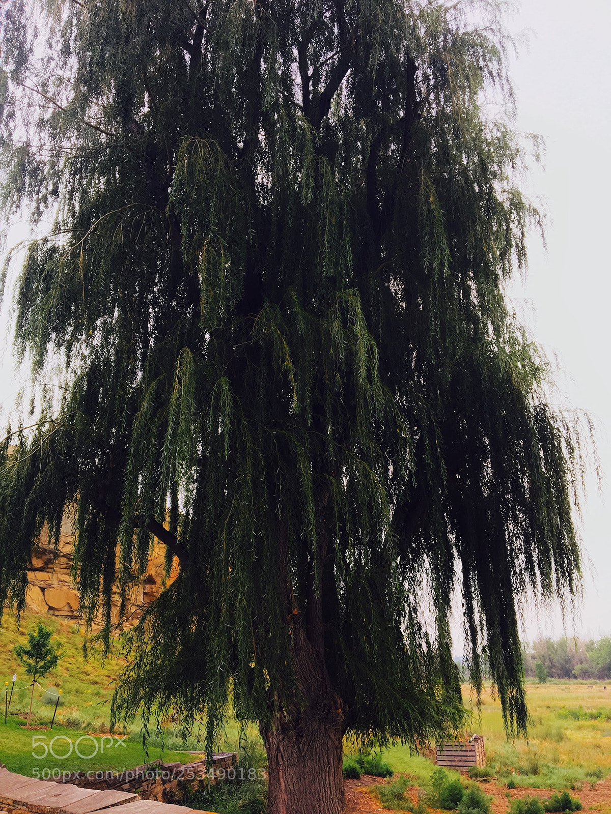 Apple iPhone 6s sample photo. Willow after rain photography