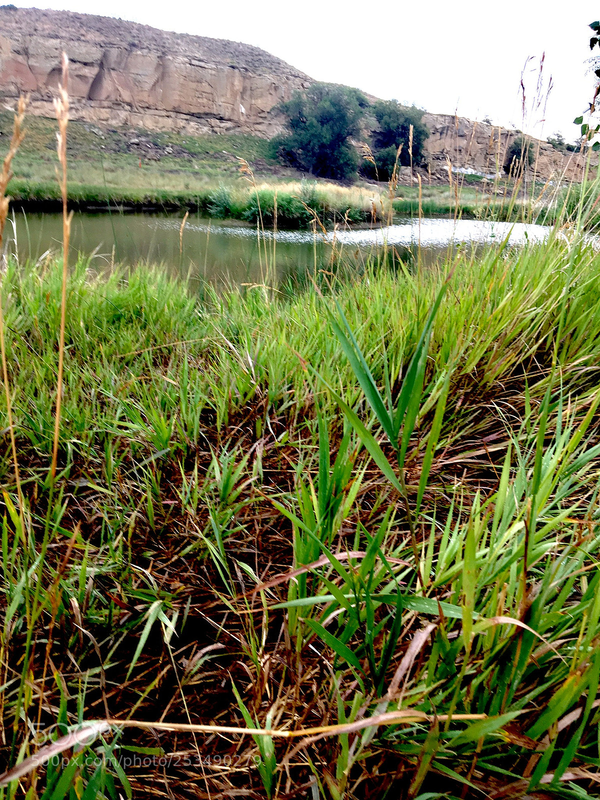 Apple iPhone 6s sample photo. The wet marsh photography
