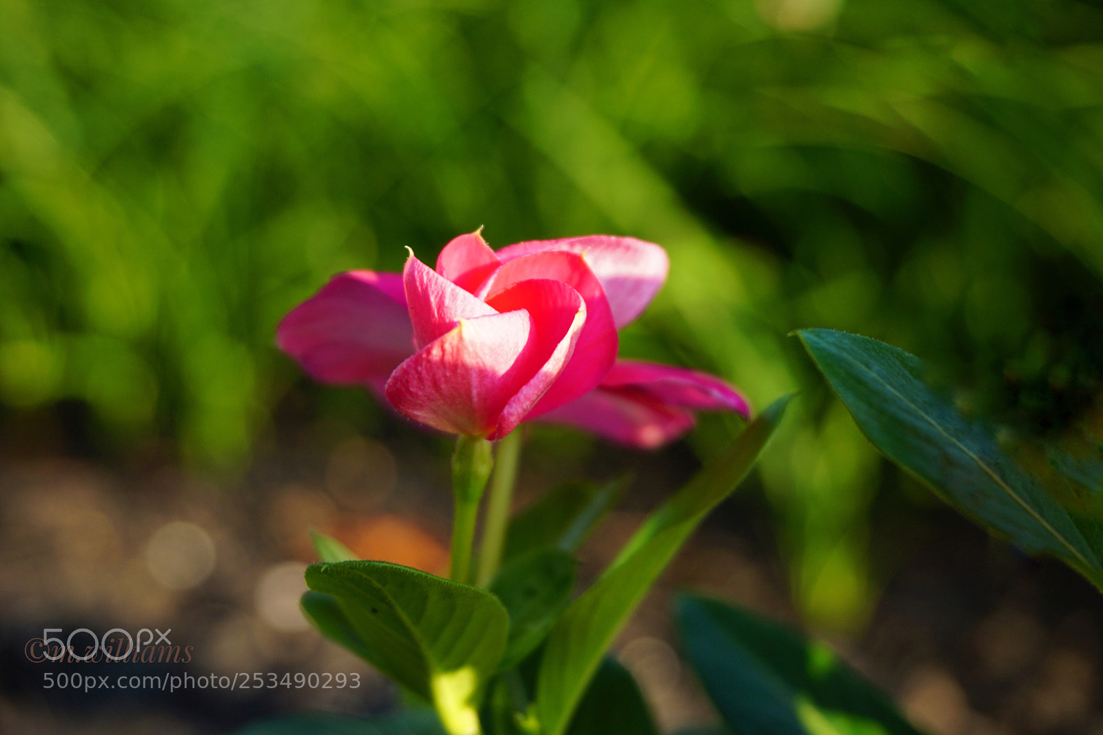 Sony a6000 sample photo. “floral friday “ photography