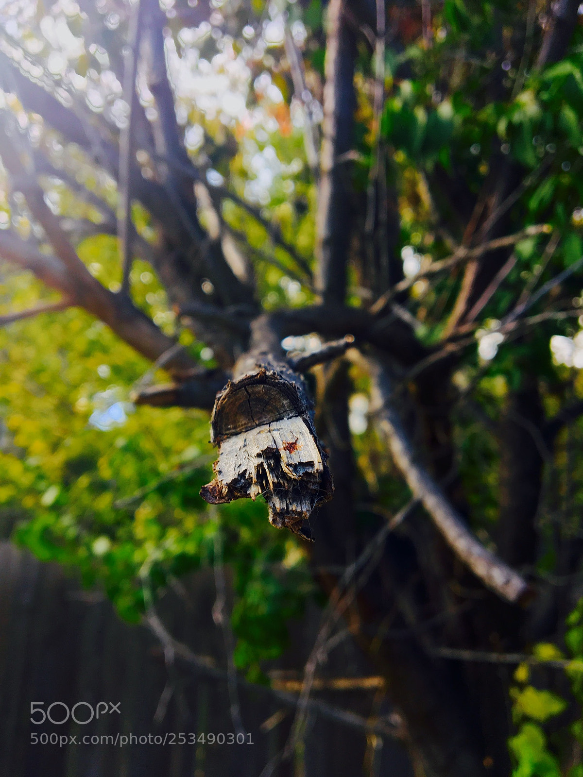 Apple iPhone 6s sample photo. Broken branch photography