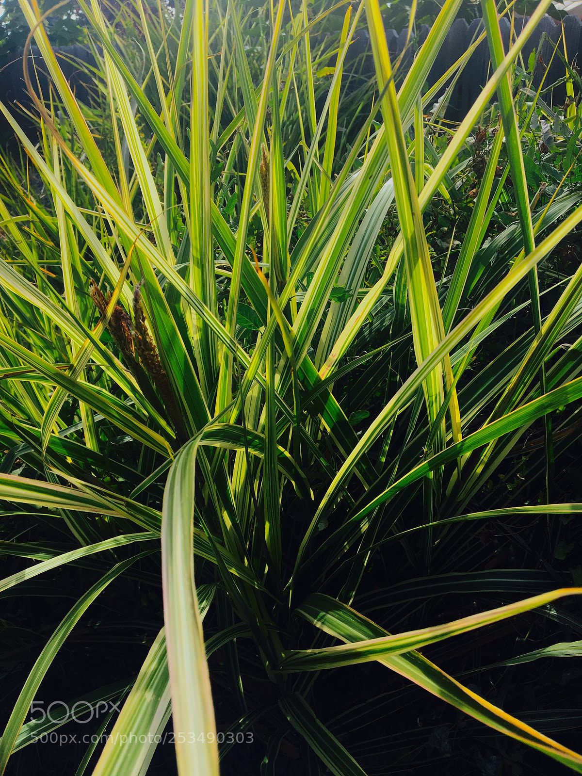 Apple iPhone 6s sample photo. My backyard jungle photography