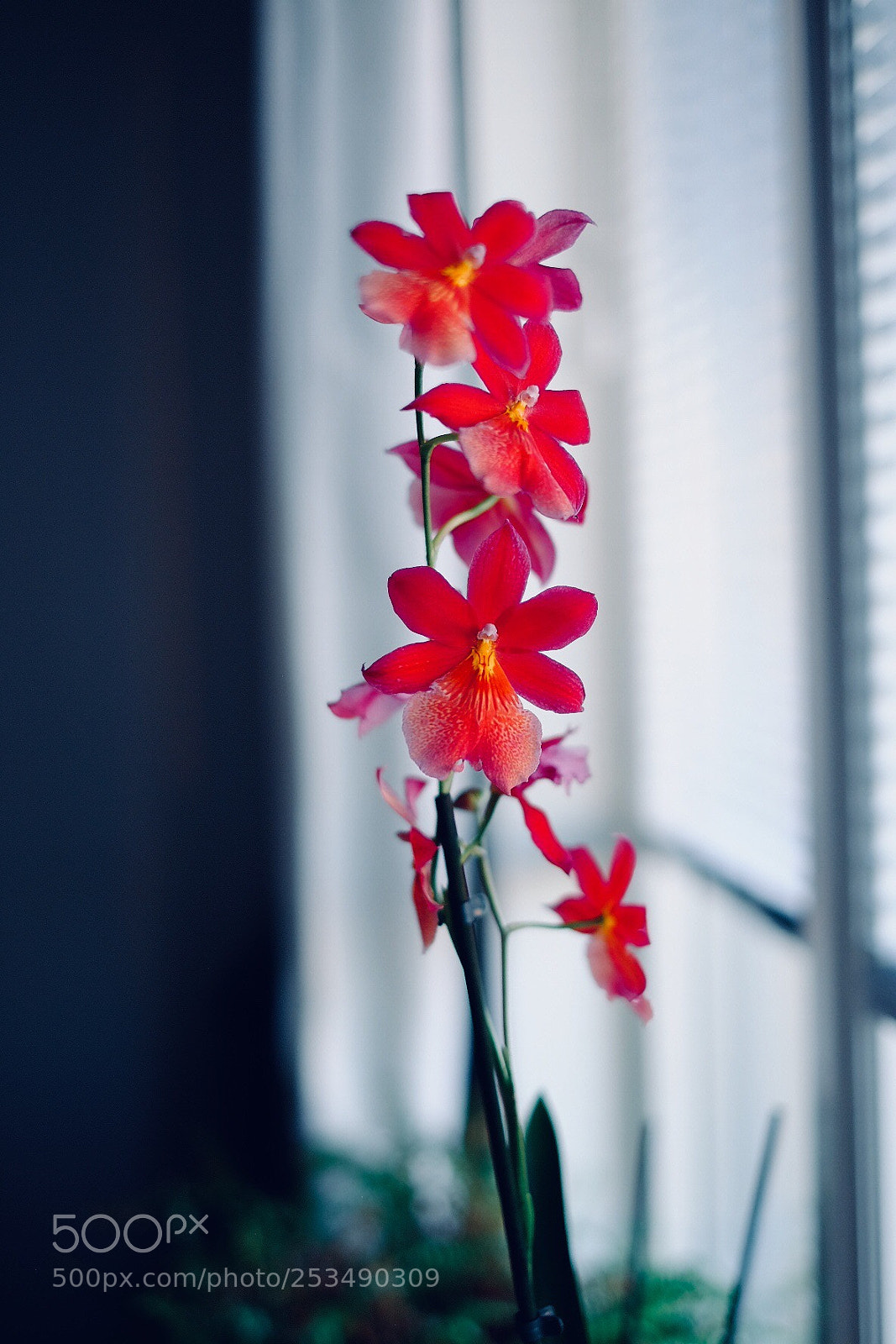 Fujifilm X-T1 sample photo. Untitled photography