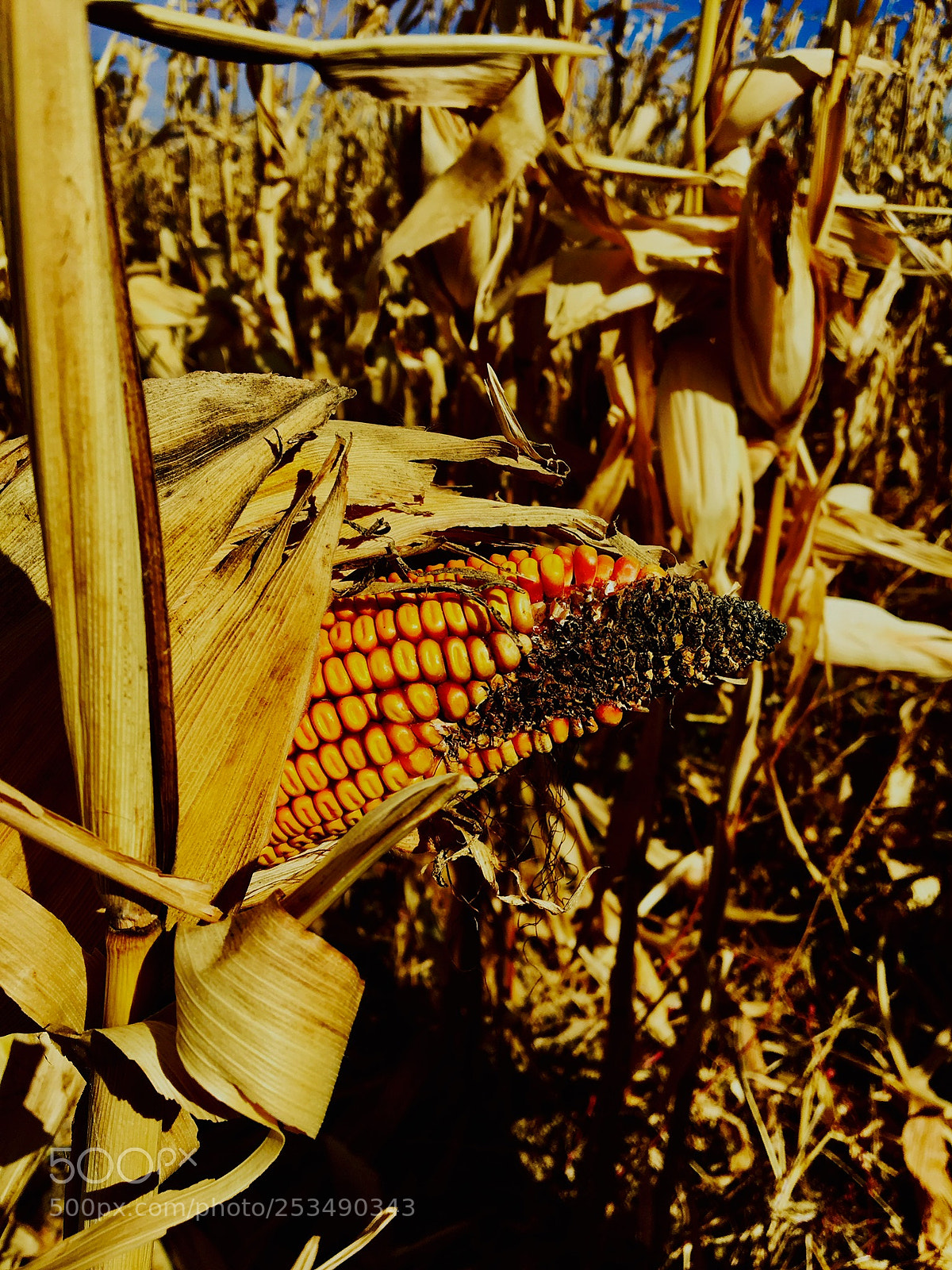 Apple iPhone 6s sample photo. October corn photography