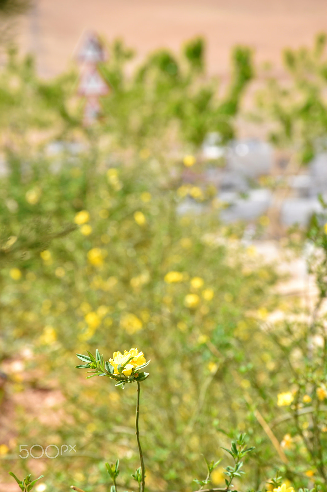 Nikon D5600 sample photo. Green and yello photography