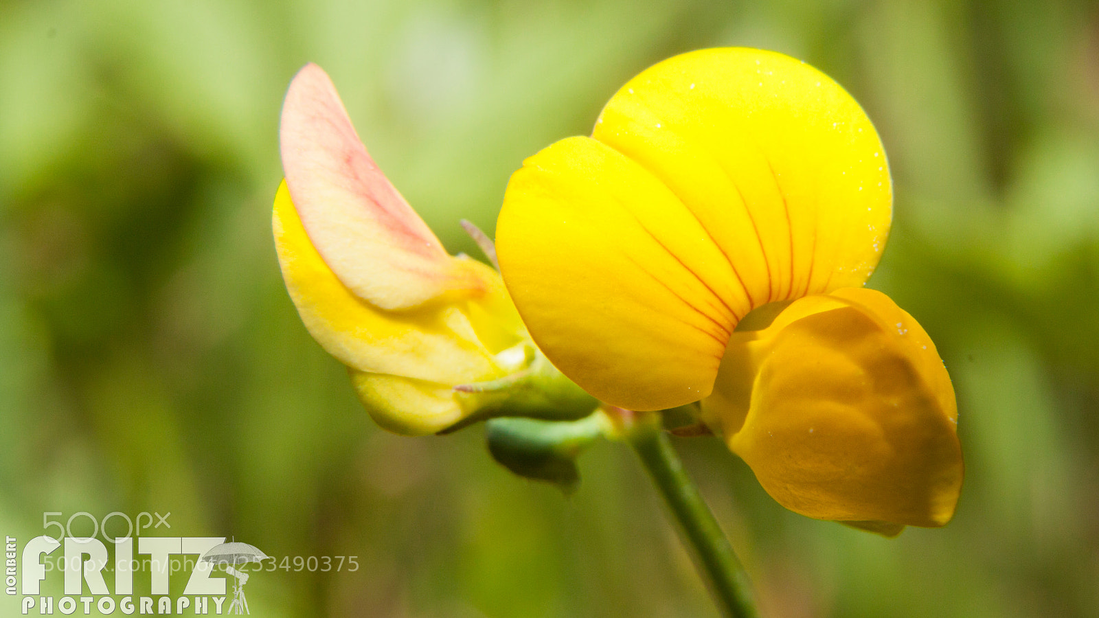 Canon EOS 50D sample photo. Hornklee photography