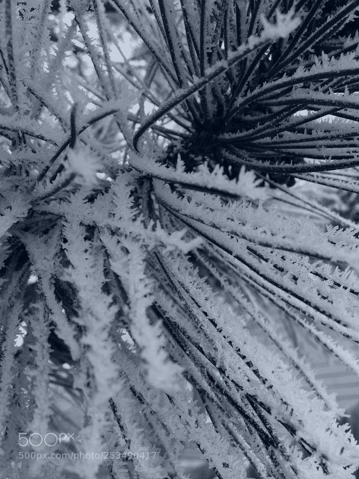 Apple iPhone 6s sample photo. Frozen pine photography