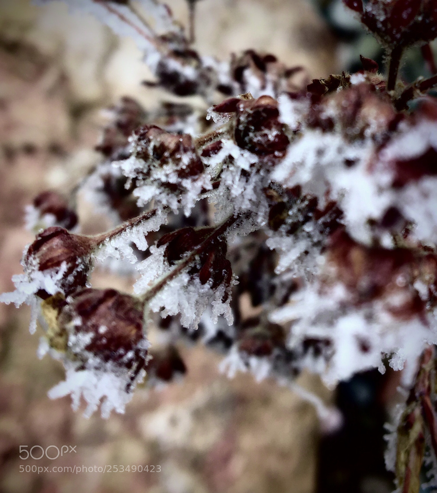 Apple iPhone 6s sample photo. Dead to the touch photography