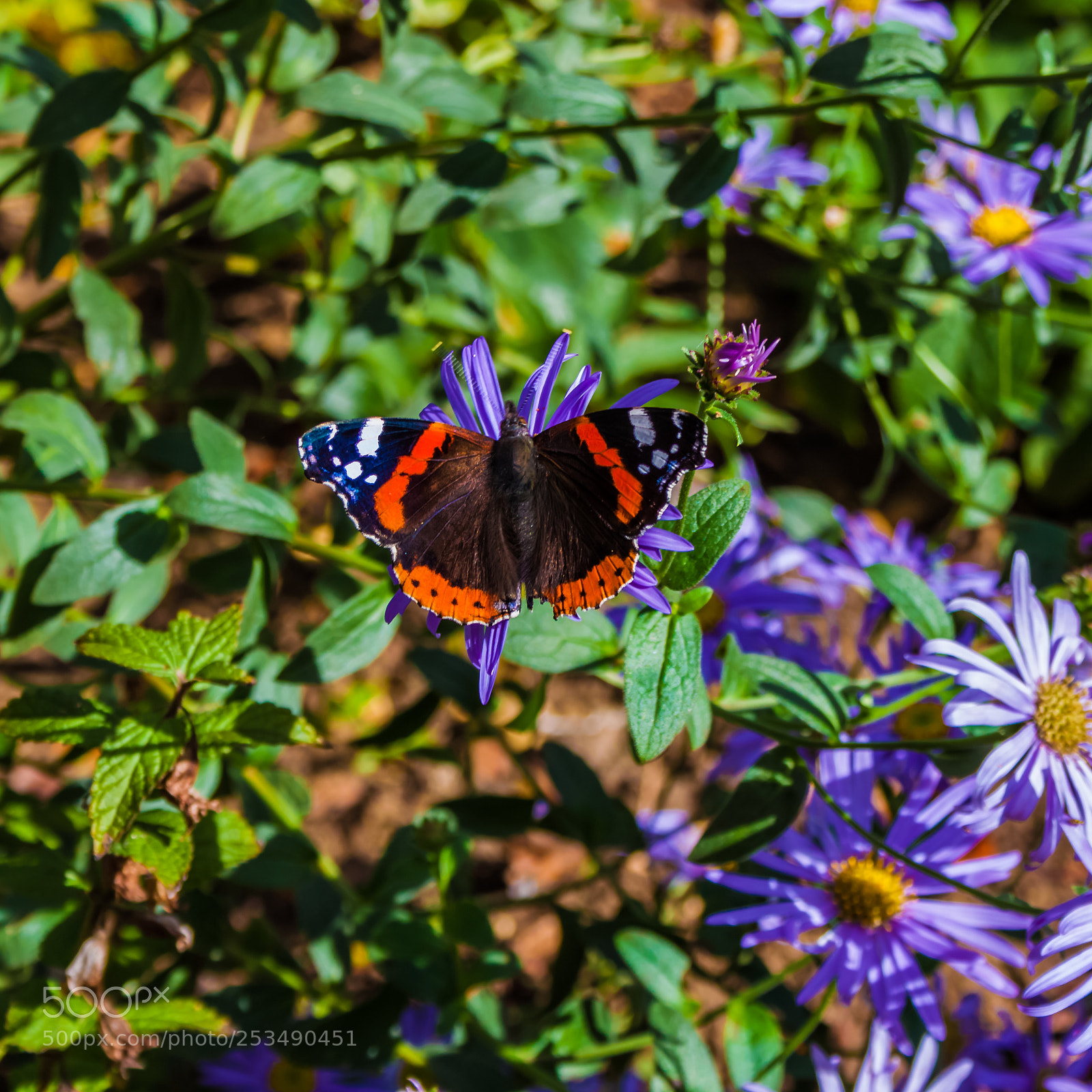 Canon EOS 500D (EOS Rebel T1i / EOS Kiss X3) sample photo. Red admiral butterfly photography