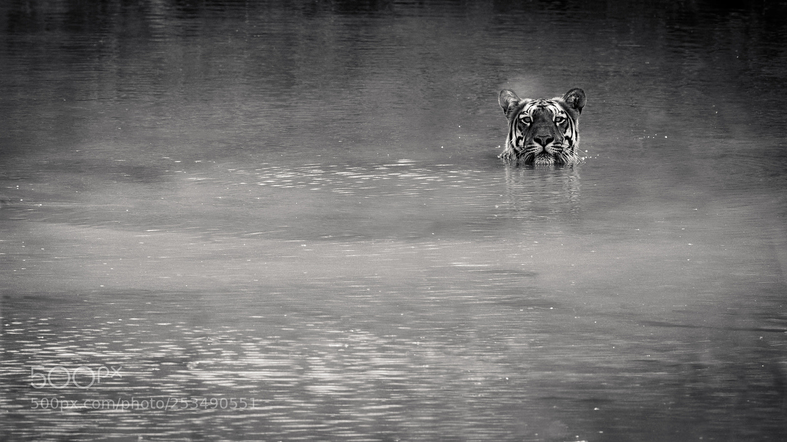Nikon D500 sample photo. Caught swimming photography