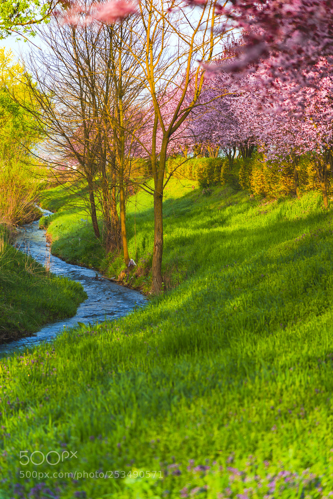 Nikon D800 sample photo. Morning springtime photography