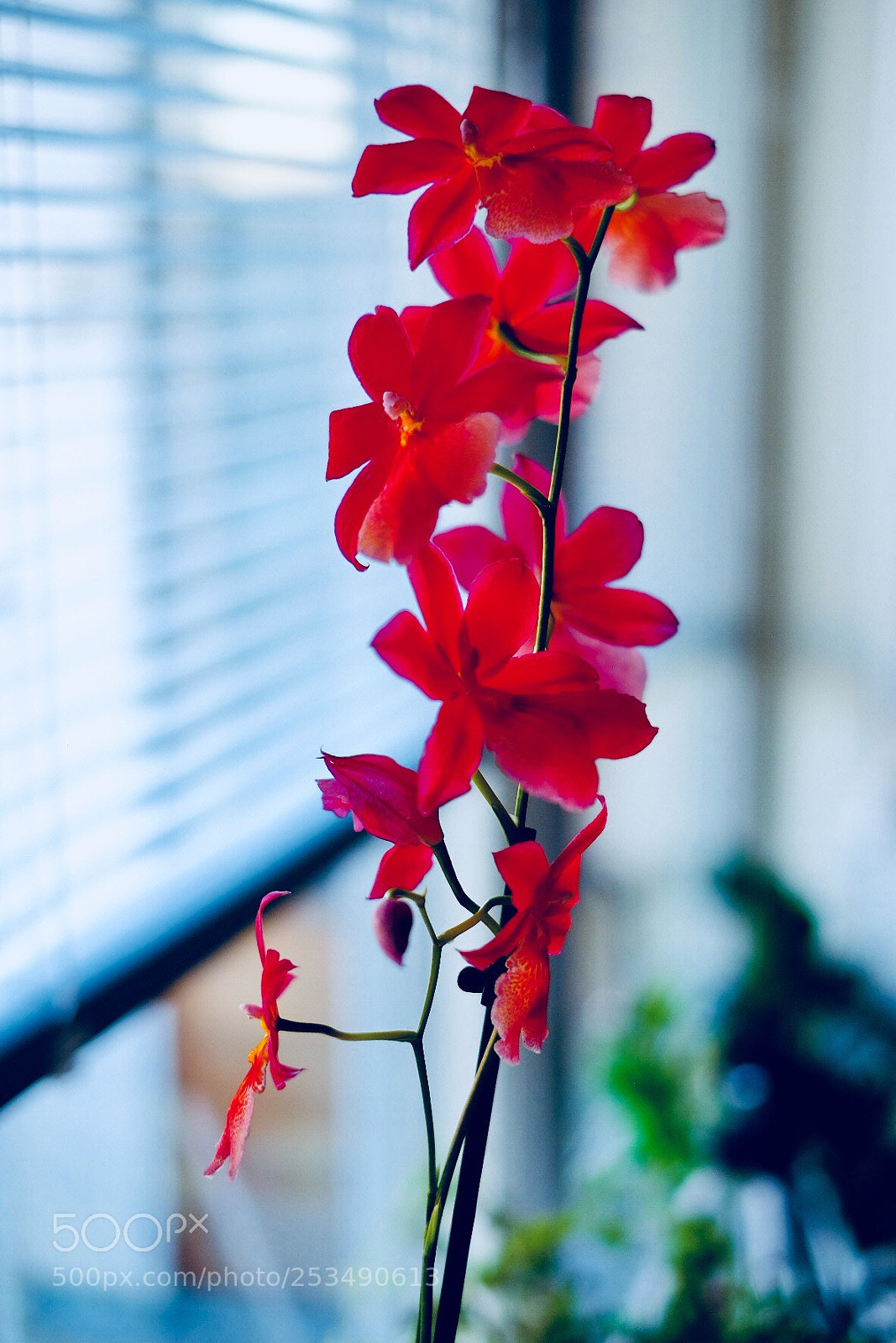 Fujifilm X-T1 sample photo. Untitled photography