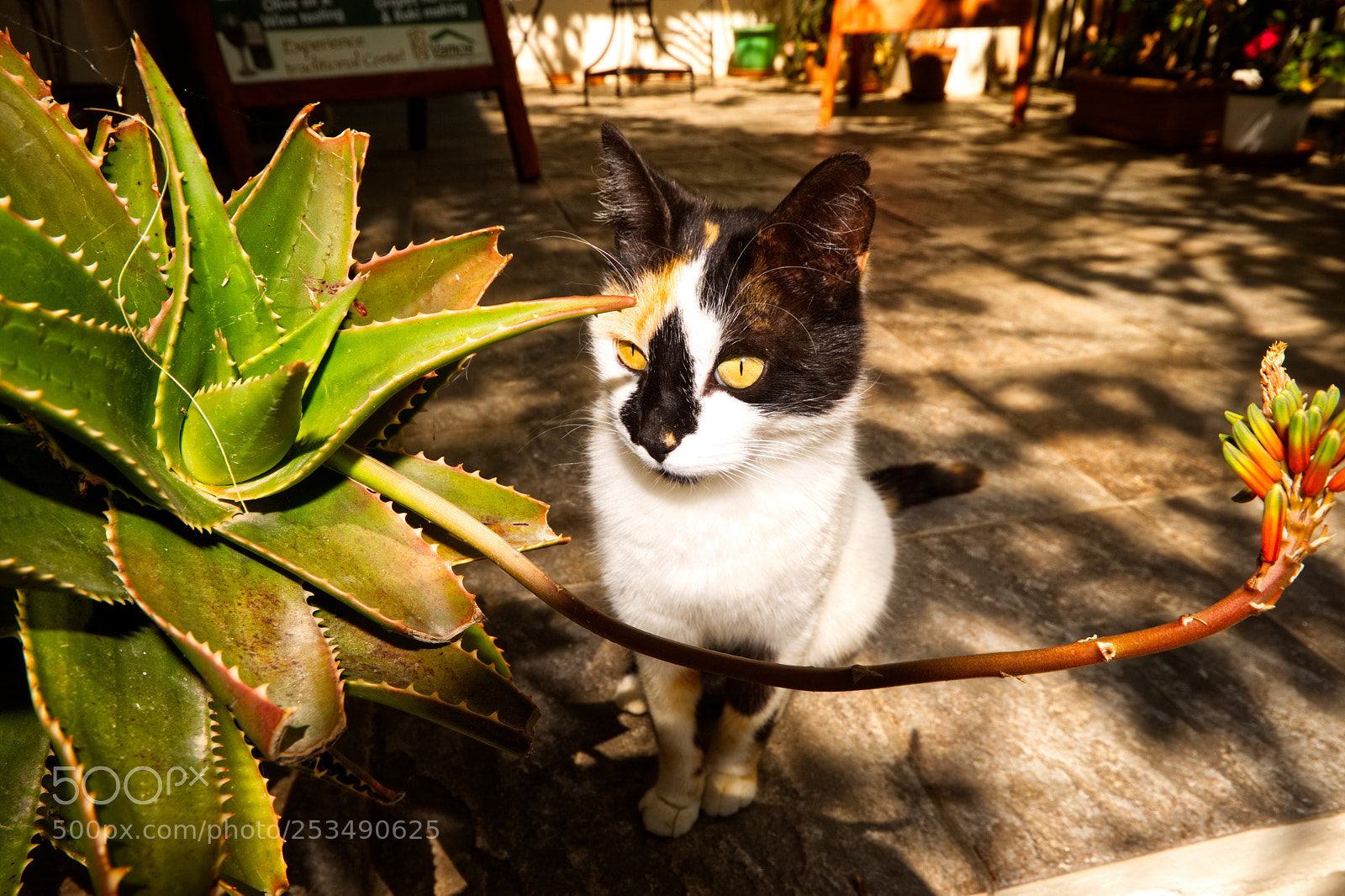 Canon EOS 500D (EOS Rebel T1i / EOS Kiss X3) sample photo. A cretan cat photography