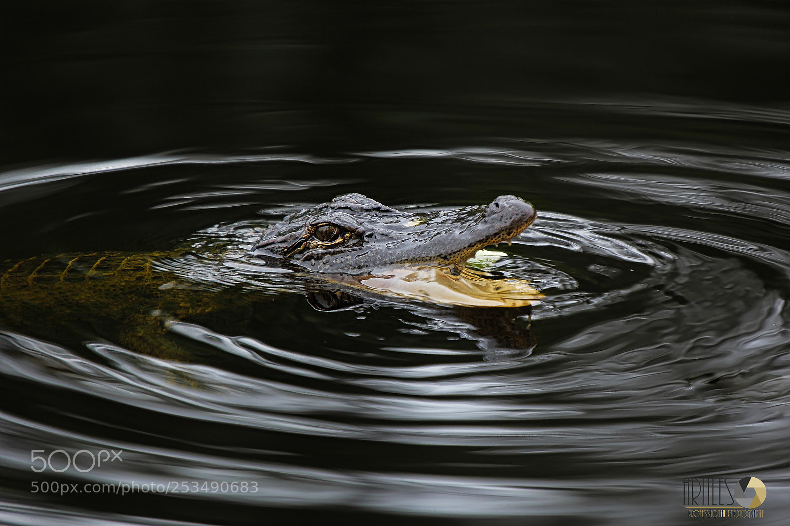 Canon EOS 60D sample photo. Alligator photography
