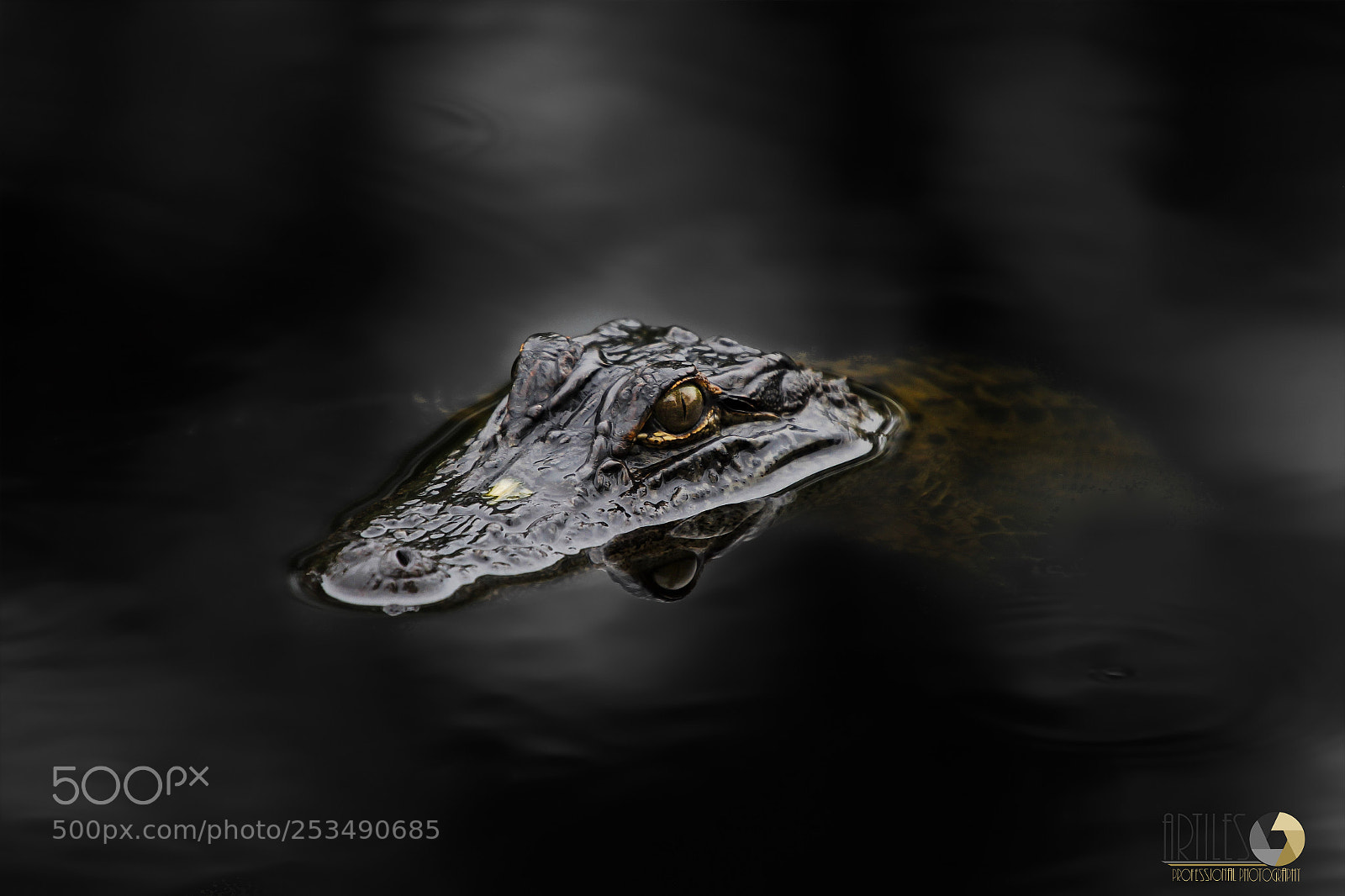 Canon EOS 60D sample photo. Alligator photography