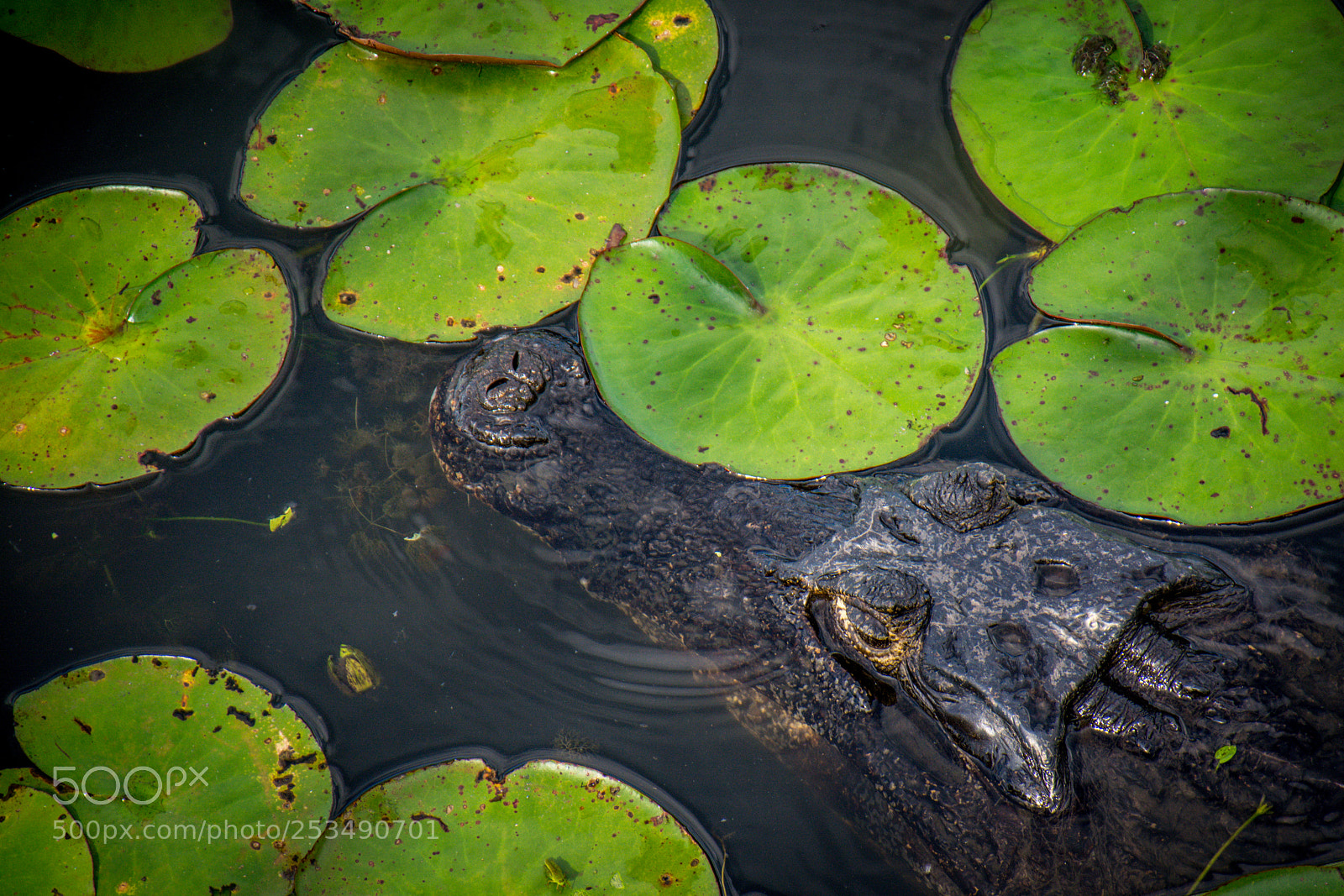 Nikon D5200 sample photo. Yacare photography