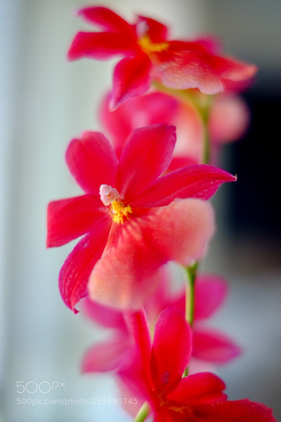 Fujifilm X-T1 sample photo. Untitled photography