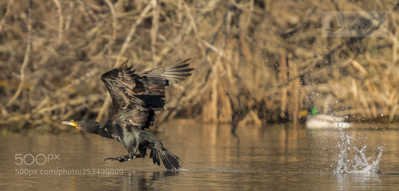 Canon EOS 7D Mark II sample photo. Cormor n grande phalacrocorax photography