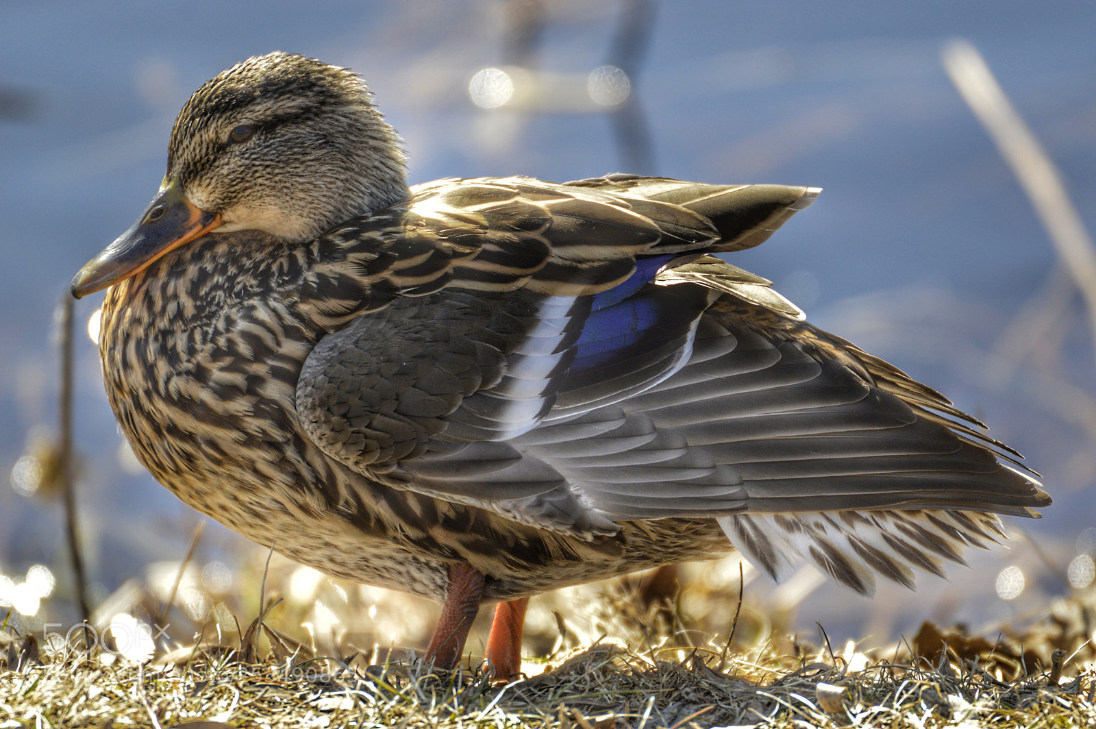Nikon D3200 sample photo. Mallard duck photography