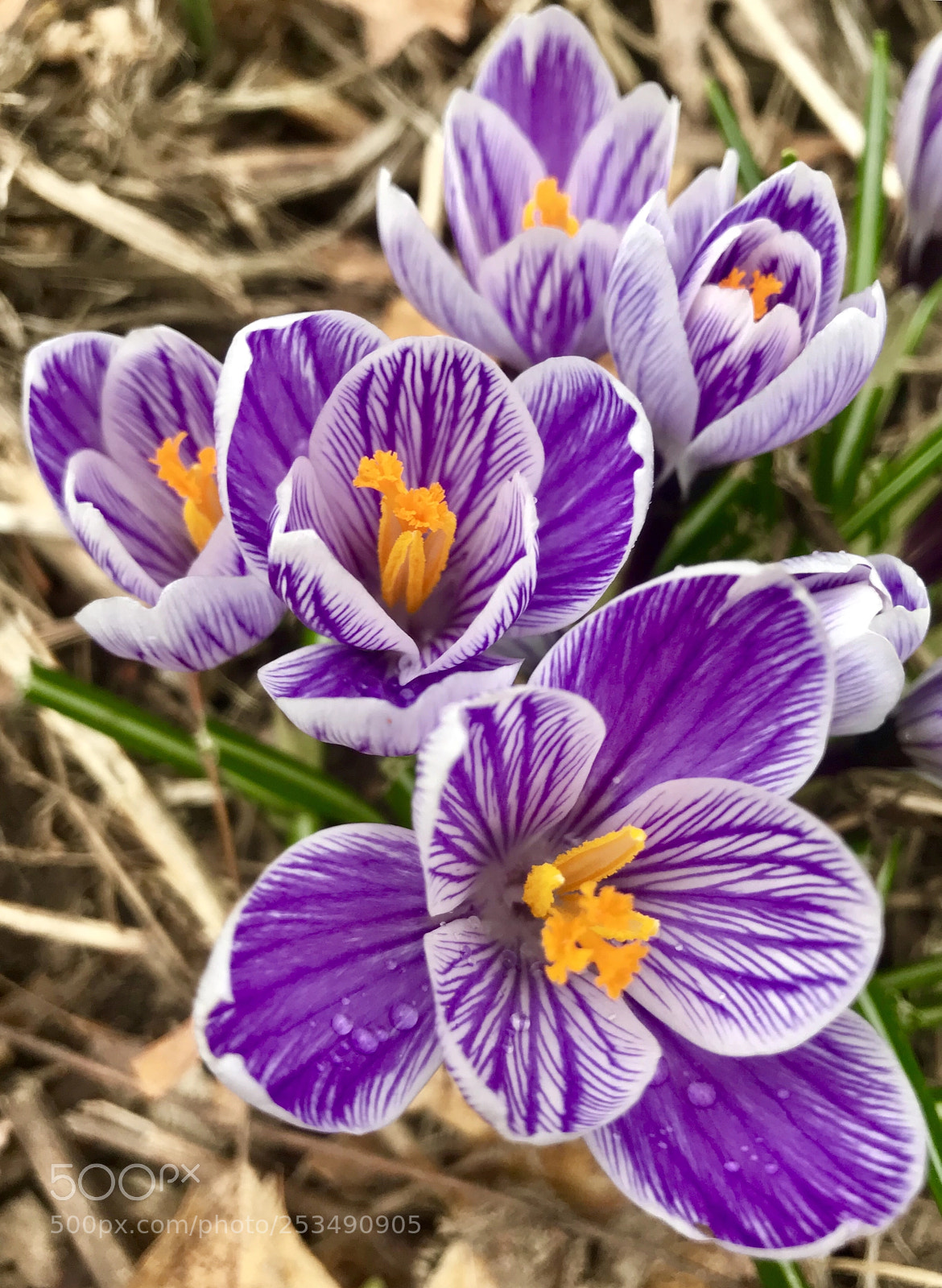 Apple iPhone 7 sample photo. Spring has sprung photography