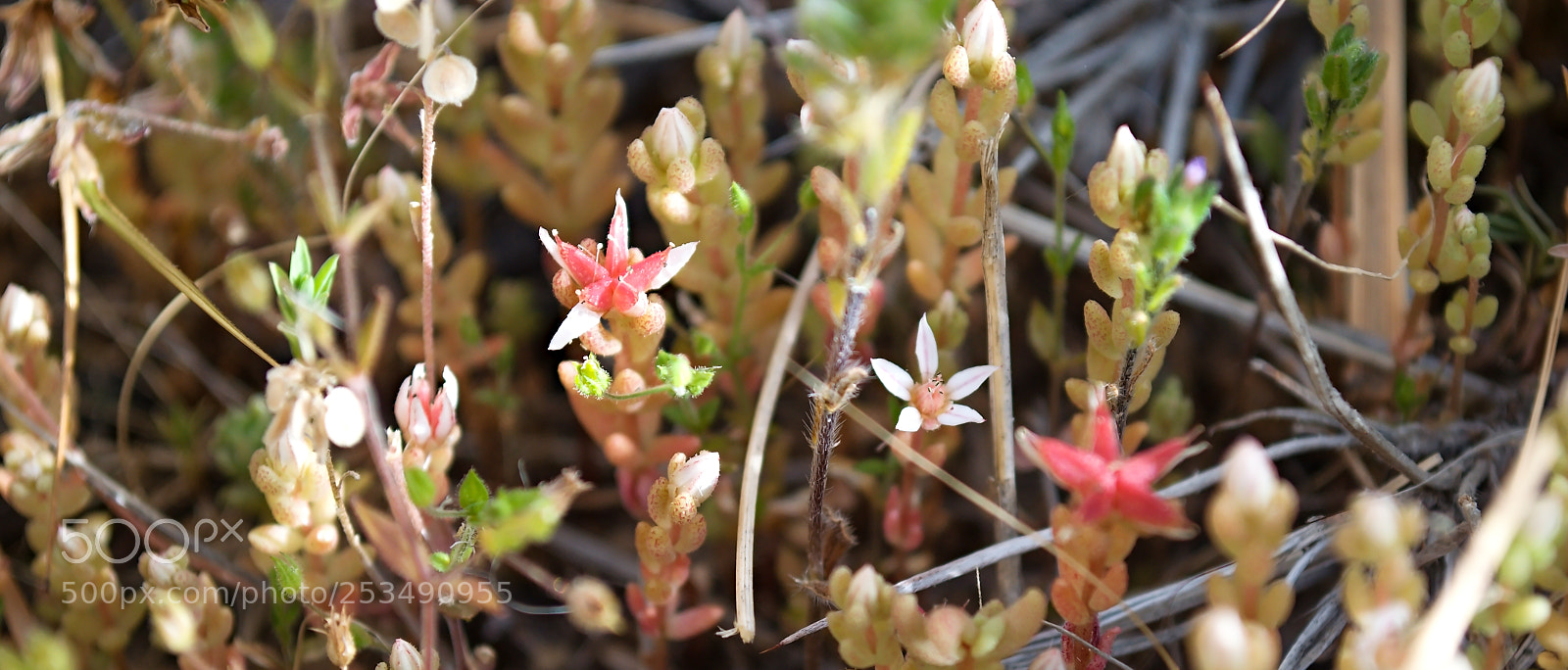 Nikon D5100 sample photo. Baba kouhei photography