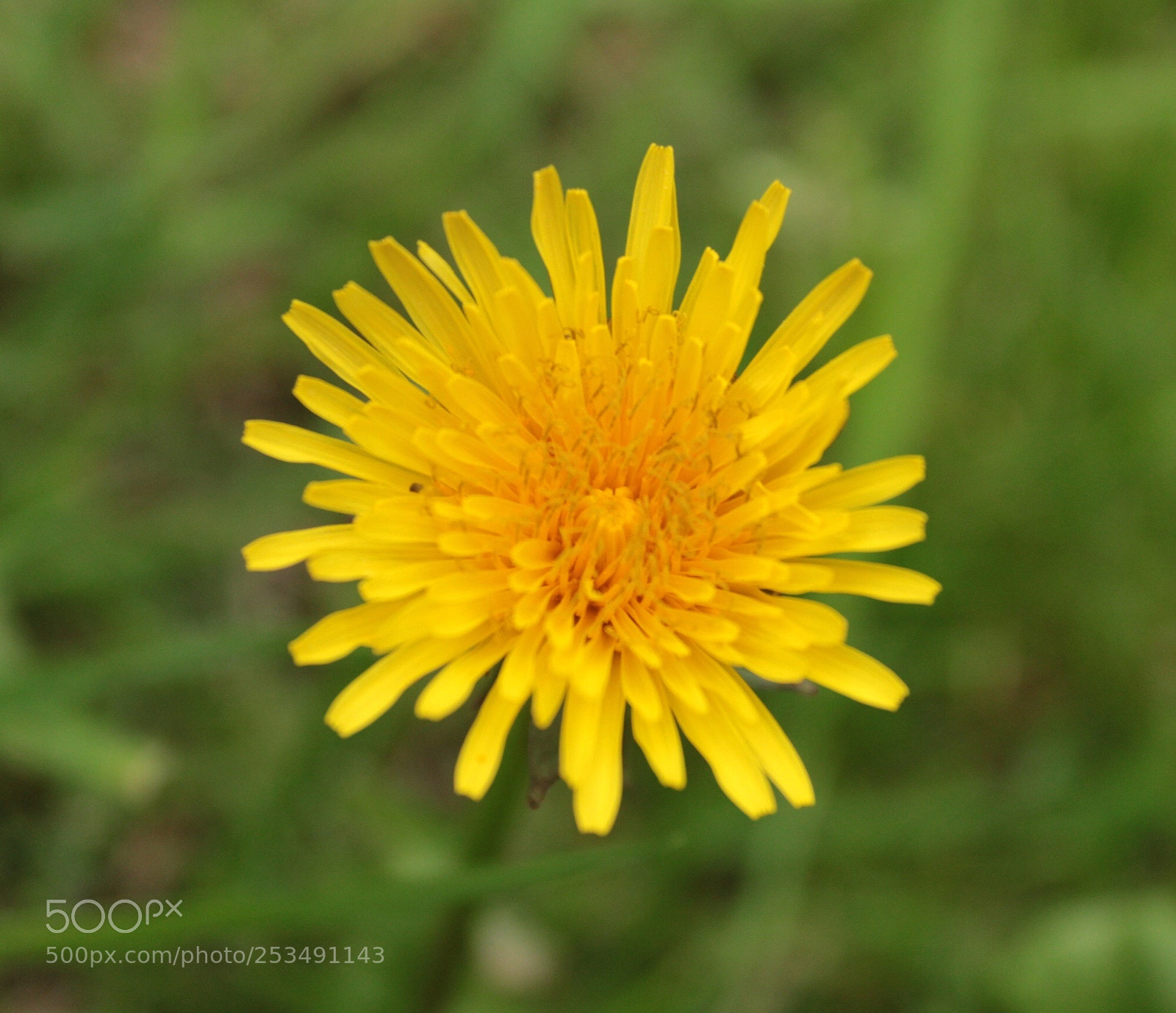 Canon EOS 1300D (EOS Rebel T6 / EOS Kiss X80) sample photo. Yellow photography