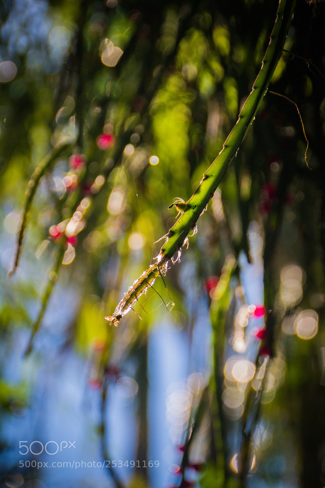 Nikon D5200 sample photo. Cactus photography