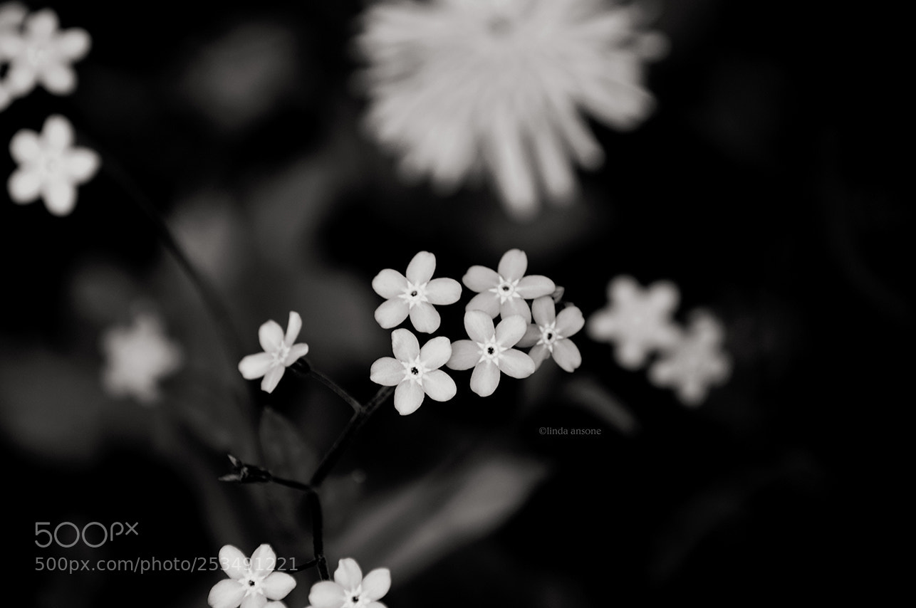Nikon D5000 sample photo. Youth photography